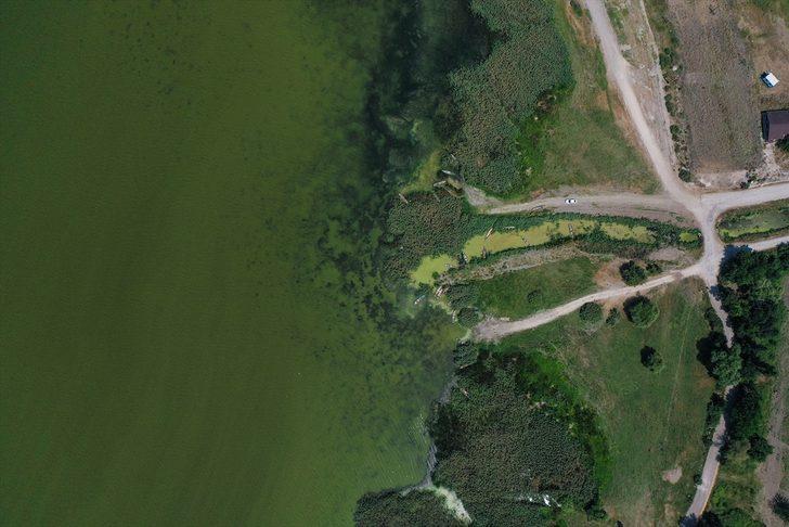 Uluabat Gölü'nün rengi alg patlamasıyla yeşile büründü G3