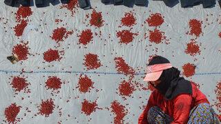 Güneydoğu'nun domatesleri kurutulup 3 kıtada sofraları süslüyor