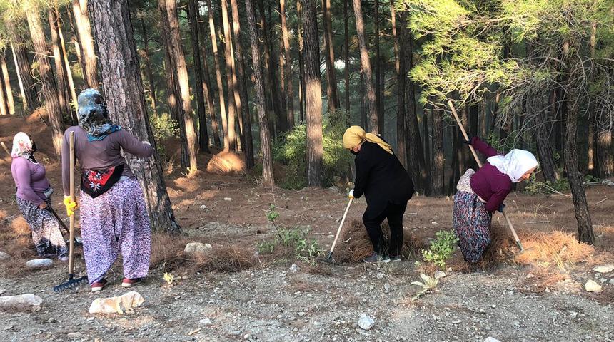 Yanan bölgelere hangi ağaç türü dikilmeli? Uzmanlar açıkladı