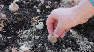 Mucize bitkide bu yıl sadece 25 kilogram yapmayı hedefliyorlar