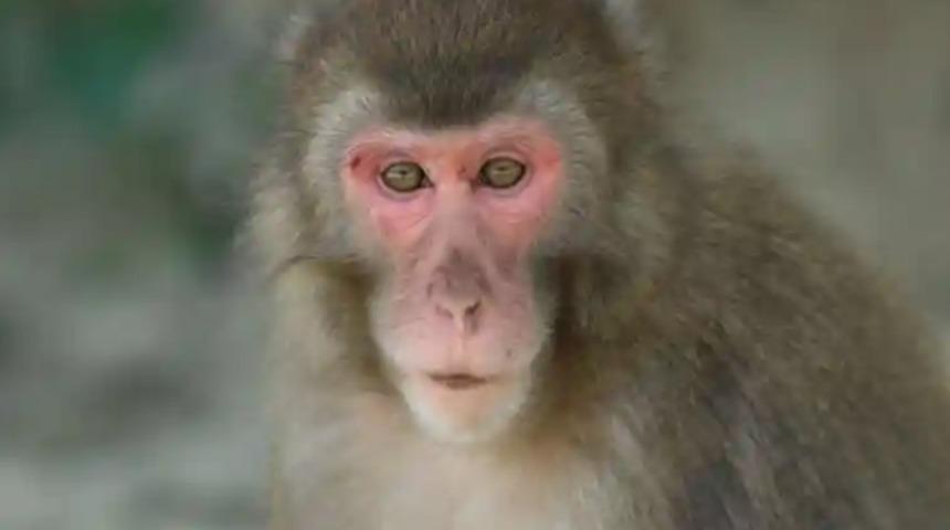 70 yıldır bir ilk! Dişi maymun Yakei  erkeğe meydan okuyarak lider oldu