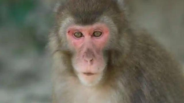 70 yıldır bir ilk! Dişi maymun Yakei  erkeğe meydan okuyarak lider oldu