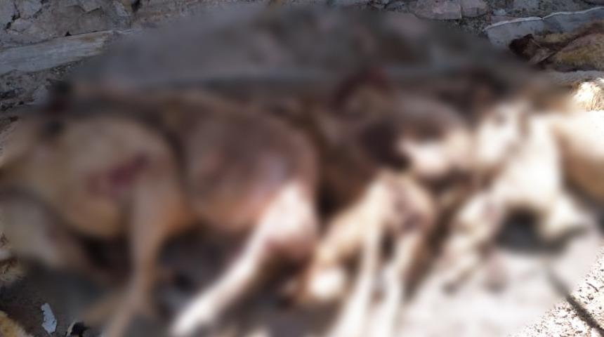 Nevşehir'de kurtlar sürüye saldırdı; 50 koyun öldü