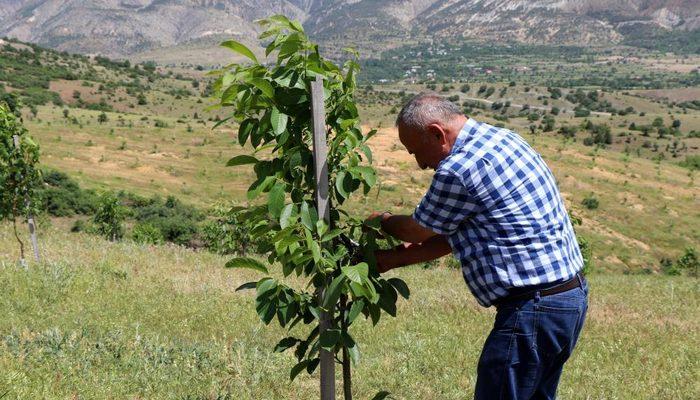 İstanbul’u terk eden iş insanı, köyüne dönerek bin 300 dönümlük araziye 28 bin ceviz ağacı dikti