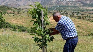 İstanbul’u terk eden iş insanı, köyüne dönerek bin 300 dönümlük araziye 28 bin ceviz ağacı dikti