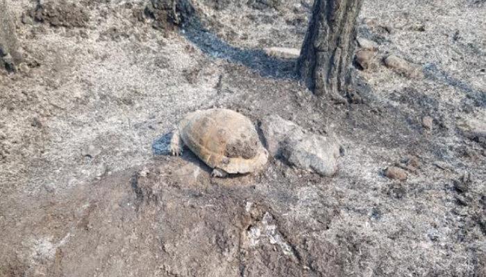 Antalya'da ağaç kovuğuna giren kaplumbağa yangından mucize eseri kurtuldu