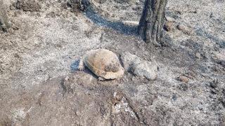 Antalya'da ağaç kovuğuna giren kaplumbağa yangından mucize eseri kurtuldu