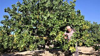 26 yıl önce hobi olarak diktiği fıstık ağaçları gelir kaynağı oldu