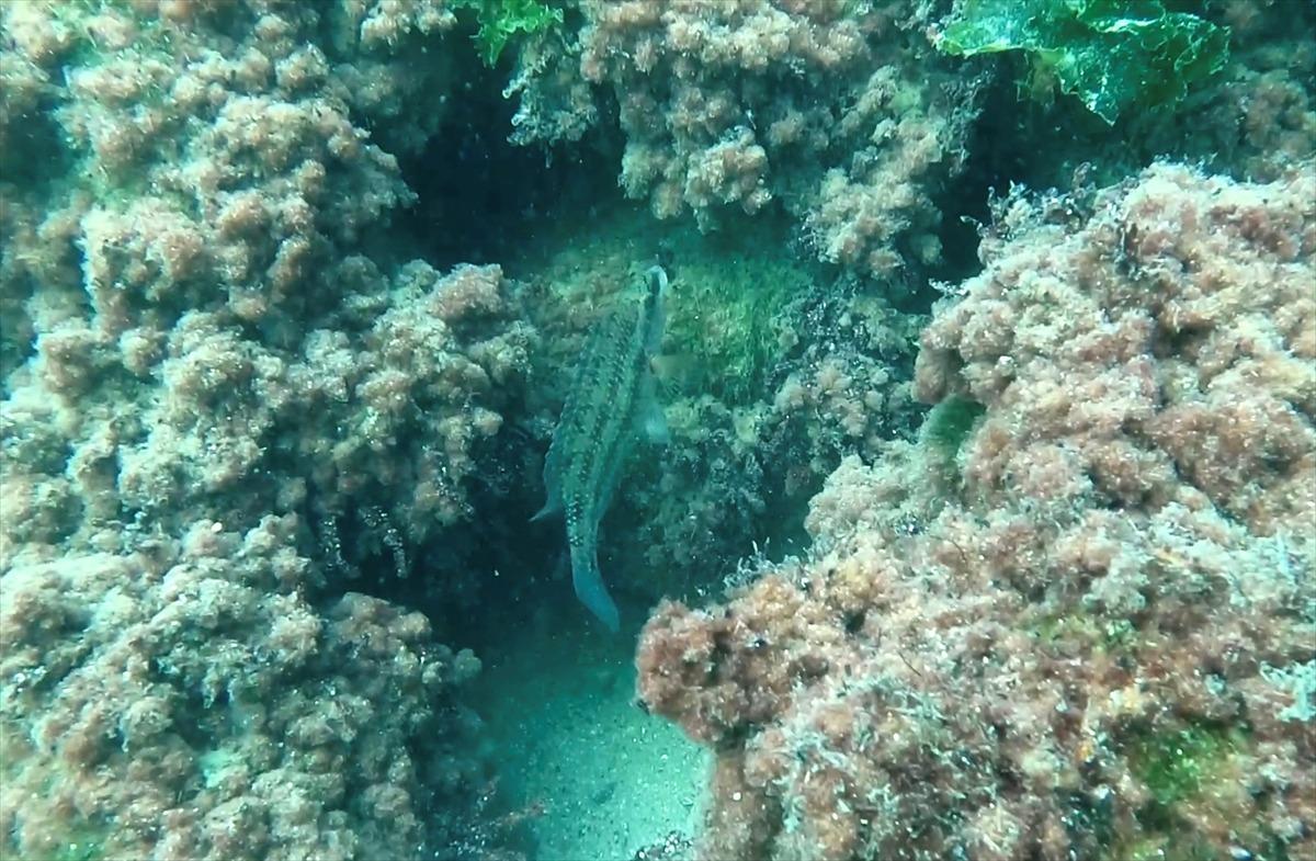 Kerpe Koyu'ndaki Roma d&ouml;nemine ait liman mendireği kalıntıları deniz canlılarına ev sahipliği yapıyor