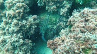 Kerpe Koyu'ndaki Roma dönemine ait liman mendireği kalıntıları deniz canlılarına ev sahipliği yapıyor