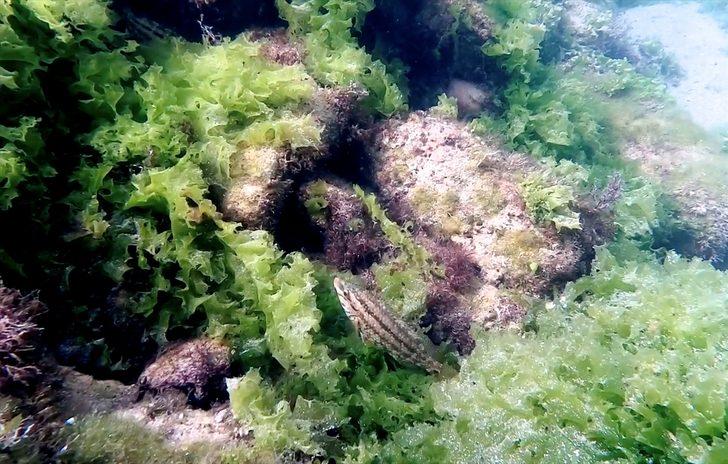 Kerpe Koyu'ndaki Roma dönemine ait liman mendireği kalıntıları deniz canlılarına ev sahipliği yapıyor G2