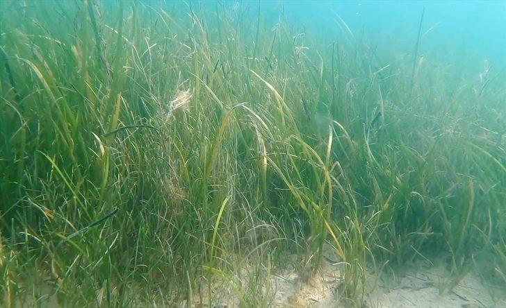 Kerpe Koyu'ndaki Roma dönemine ait liman mendireği kalıntıları deniz canlılarına ev sahipliği yapıyor G3