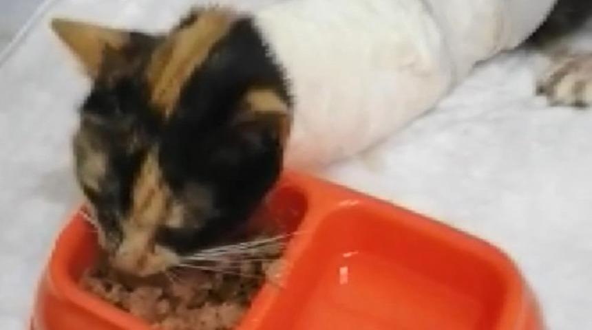 Bu nasıl vahşet! Esenler'de kedilerin kuyruklarını ve patilerini kestiler