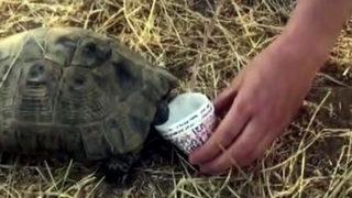 Van'da yürek ısıtan görüntüler! Susuz kalan kaplumbağaya elleriyle su içirdiler