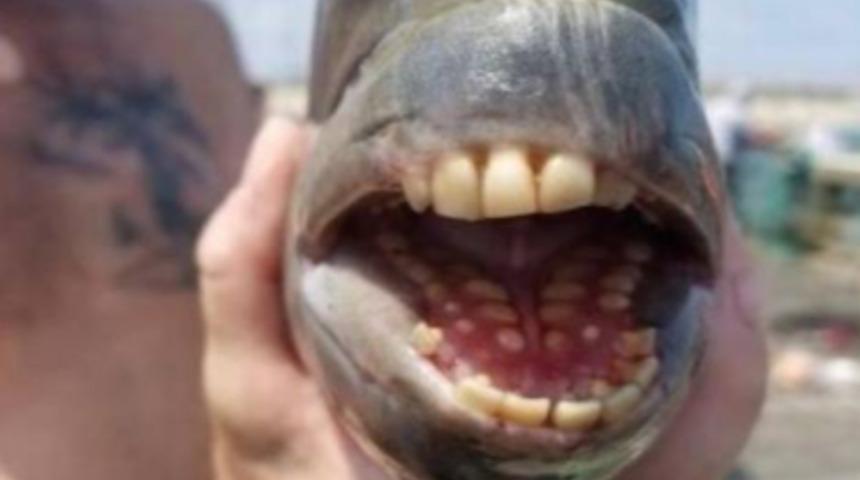 ABD'li balıkçının oltasına takılan balık ürpetti: İnsan dişli!