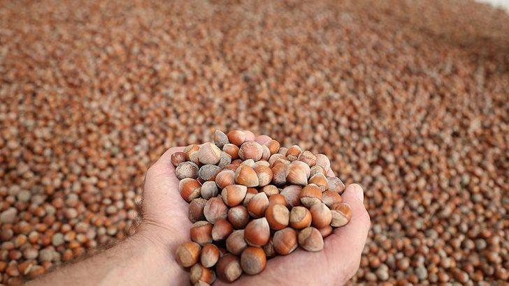 Fındık fiyatları ne kadar olur? Fındık taban fiyatları ne zaman açıklanacak? G4