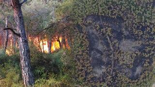 Heybeliada yangının ardından yeniden yeşerdi! İşte 1 yıl sonraki görüntüleri