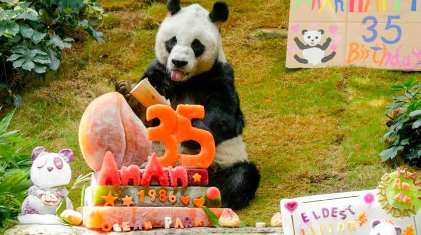 Yaşayan en yaşlı erkek panda 35. doğum gününü kutladı