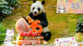 Yaşayan en yaşlı erkek panda 35. doğum gününü kutladı