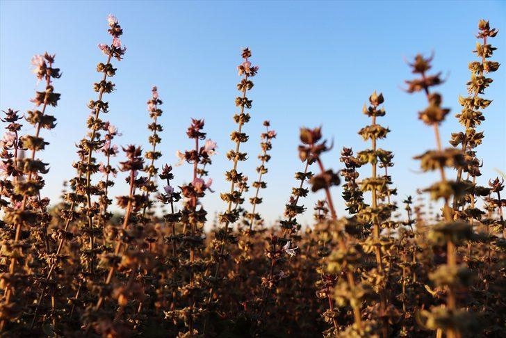Alternatif ürün ararken tohum üreticisi oldu G1