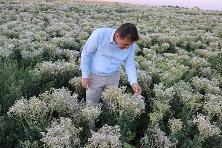 Alternatif ürün ararken tohum üreticisi oldu G2