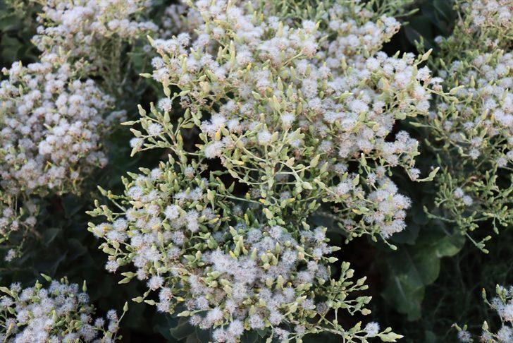 Alternatif ürün ararken tohum üreticisi oldu G3