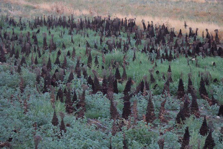 Alternatif ürün ararken tohum üreticisi oldu G4