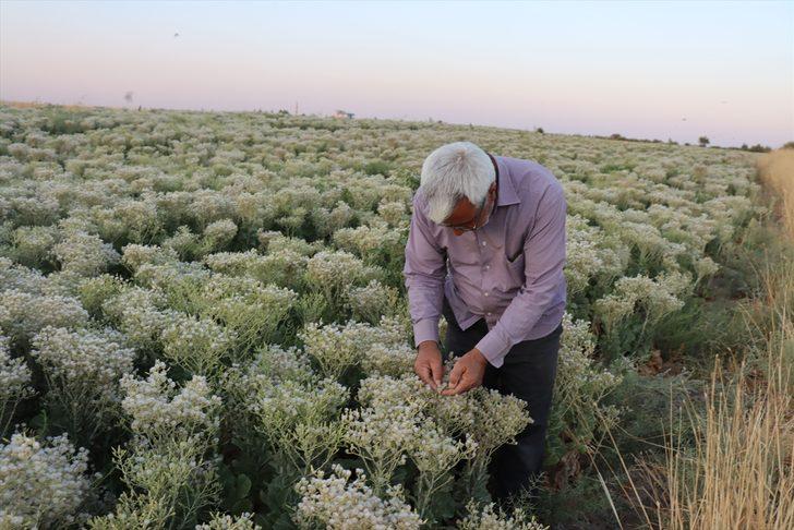 Alternatif ürün ararken tohum üreticisi oldu G5