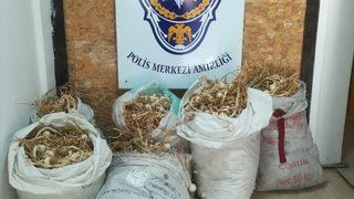 Kastamonu'da sarımsak hırsızlığı yaptığı iddia edilen 2 kişi tutuklandı