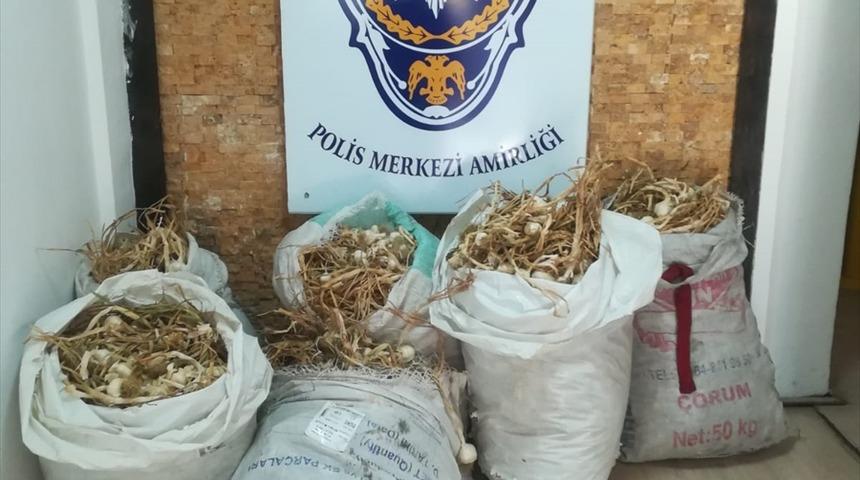 Kastamonu'da sarımsak hırsızlığı yaptığı iddia edilen 2 kişi tutuklandı