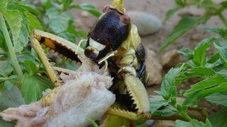 Batman'da 20 santim boyundaki çekirge et yerken böyle görüntülendi