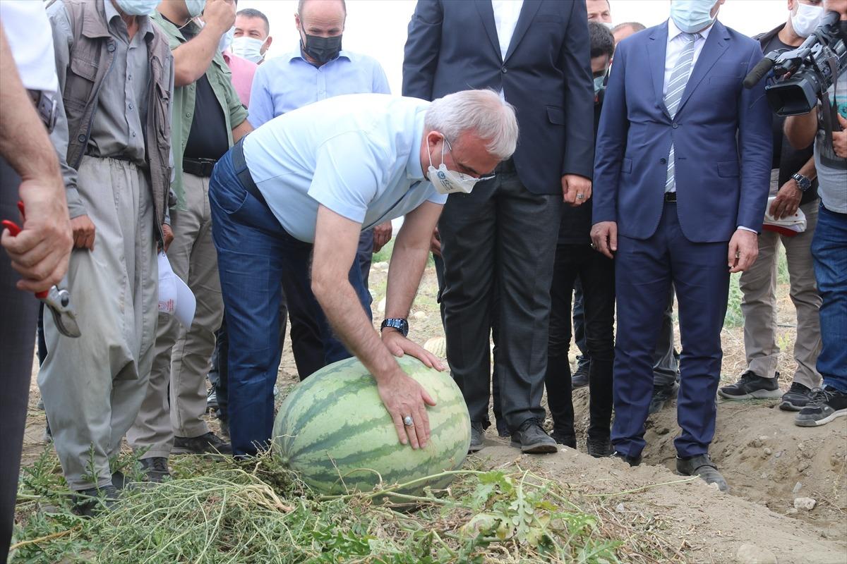 Diyarbakır'da ağırlığıyla yarışacak karpuzlar hasat edilmeye başlandı