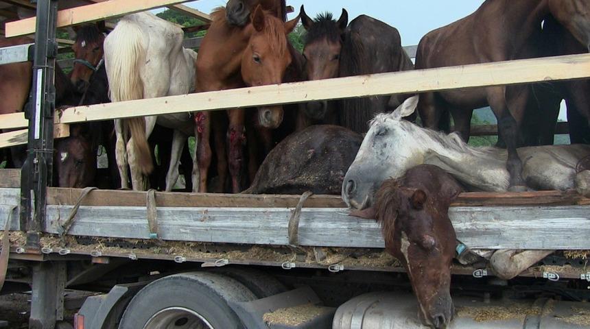 Hasta atlarla sınırı geçemeyeceğini anlayınca Hopa’daki TIR parkında atları kaderine terk etmiş