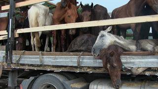 Hasta atlarla sınırı geçemeyeceğini anlayınca Hopa’daki TIR parkında atları kaderine terk etmiş