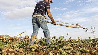 Tarım ve Orman Bakanlığı'ndan üreticilere 210 milyon liralık ödeme