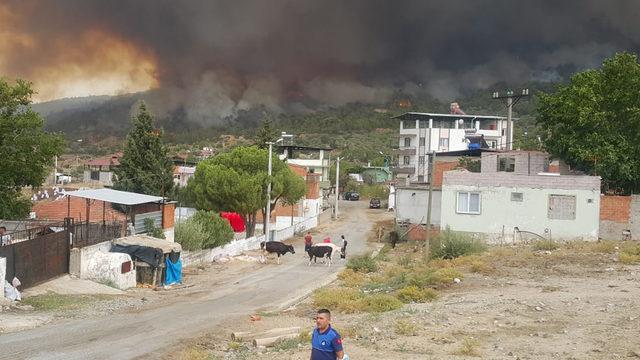 Orman yangınlarında son dakika gelişmeleri (Aydın, Muğla, Isparta, İzmir, Karabük, Burdur yangınlarında son durum)