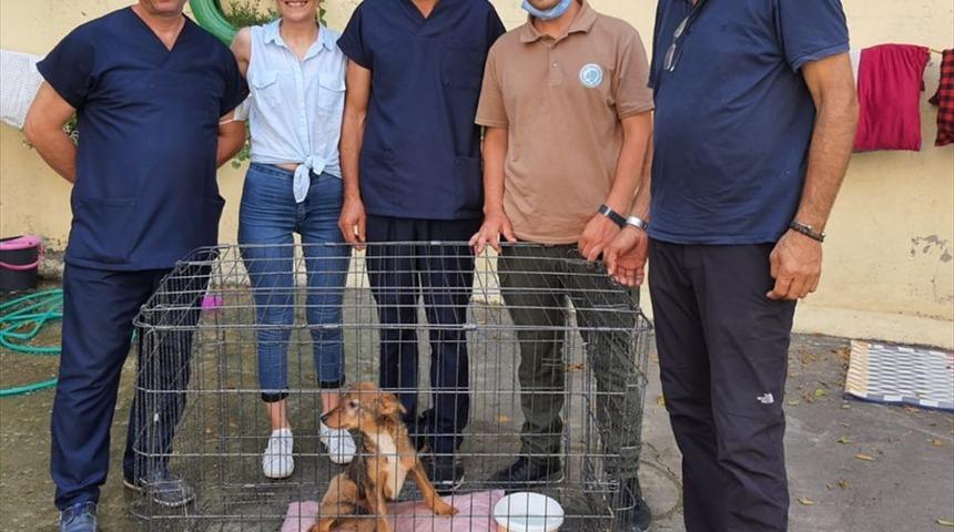 Zonguldak'ta otomobilin çarptığı yaralı tilki tedavi altına alındı