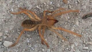 Elazığ'da örümcek paniği! ''Oldukça saldırgan bir tür, ısırığı çok kuvvetli''