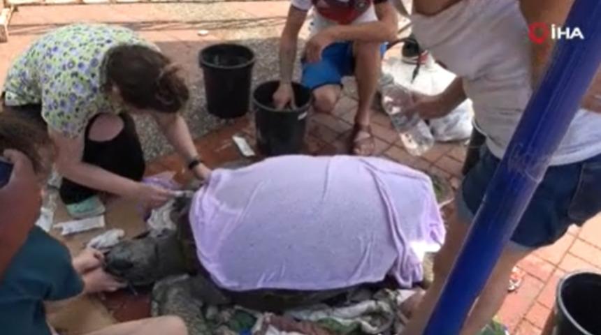 90 kiloluk dev caretta boğazına takılan misina ve poşet yüzünden telef oldu