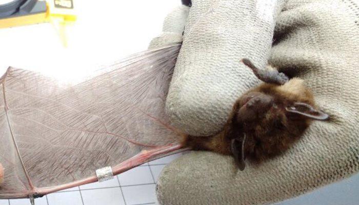 İngiltere’den Rusya’ya yaklaşık 2 bin kilometre uçan yarasayı kedi öldürdü