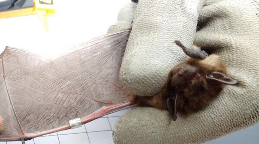 İngiltere’den Rusya’ya yaklaşık 2 bin kilometre uçan yarasayı kedi öldürdü