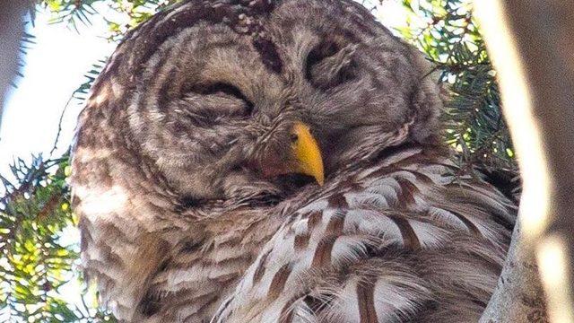 Hayran sayfası bile vardı! New York’taki Central Park’ın ünlü baykuşuna araç çarptı