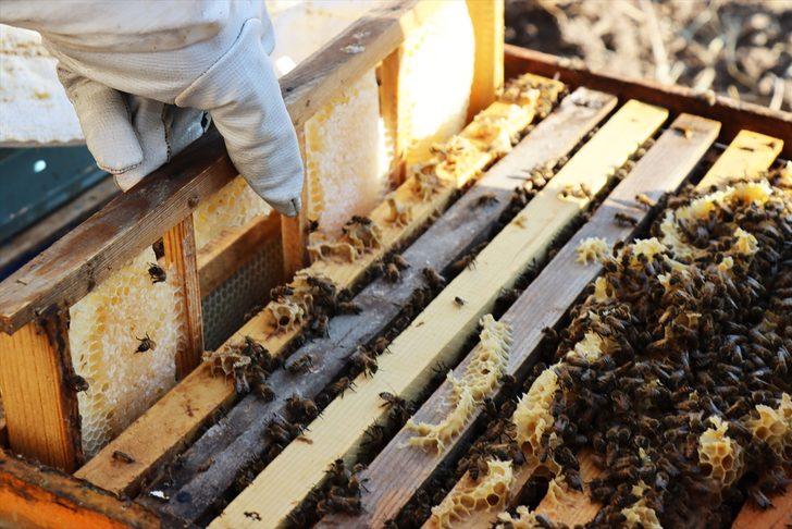 Kilisli "gezgin balcı" kaliteli üretim için yaylaları geziyor G1