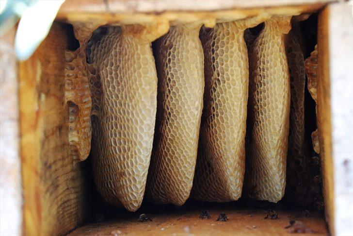 Kilisli "gezgin balcı" kaliteli üretim için yaylaları geziyor G2