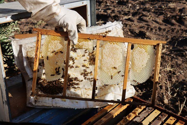 Kilisli "gezgin balcı" kaliteli üretim için yaylaları geziyor G3