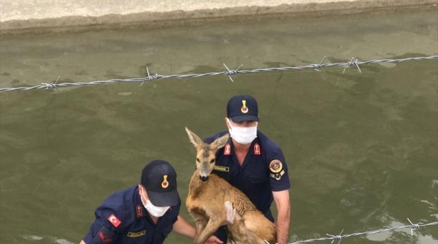 Kastamonu'da HES kanalına düşen karacayı jandarma ekipleri kurtardı