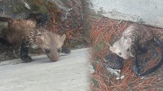 Sesleri duyunca fark ettiler! Havuzda mahsur kalan sansarın imdadına vatandaşlar yetişti