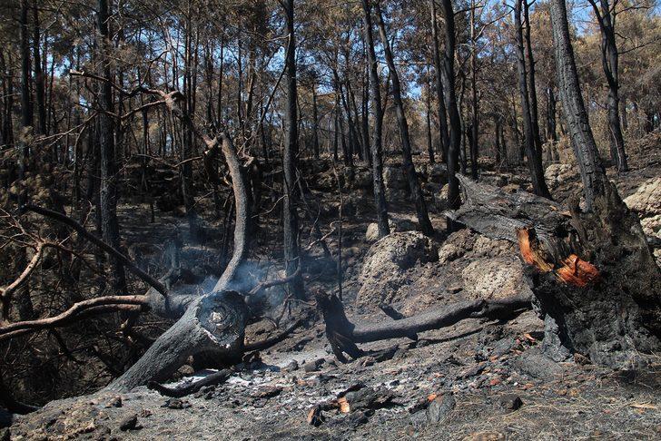 Manavgat yangını Lyrbe Antik Kenti'ni tanınmaz hale getirdi! G1