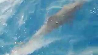 Adeta şov yaptılar! Denizde yunus şöleni