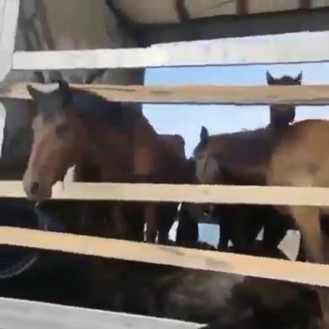 kirgizistana-goturecegi-atlari-tir-parkinda-olume-terk-etti_1115_dhaphoto3
